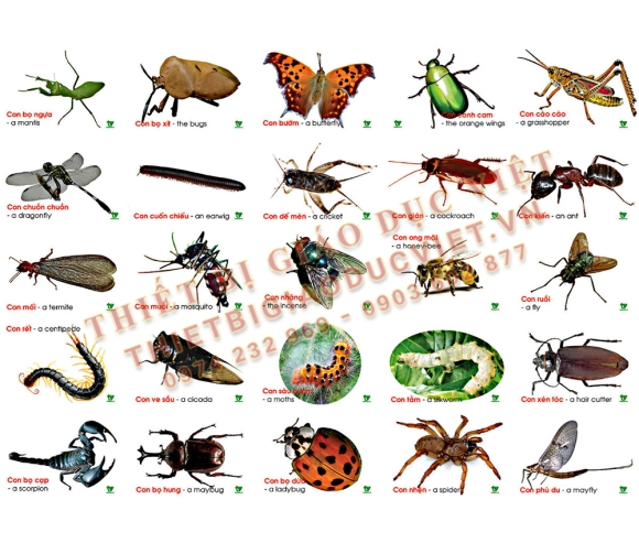 Hàng giấy TBGD mầm non - 18