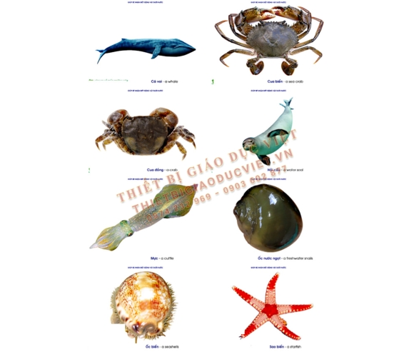 Hàng giấy TBGD mầm non - 32