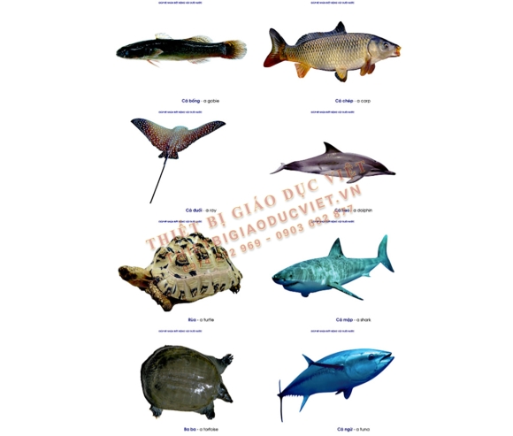 Hàng giấy TBGD mầm non - 32
